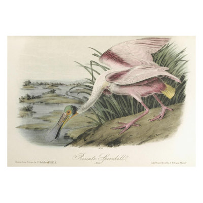 Spatule rosée. Mâle. Assiette 362 dans les oiseaux d'Amérique d'Audubon.  New York: George R. Lockwood par John James Audubon - Estampe numérique