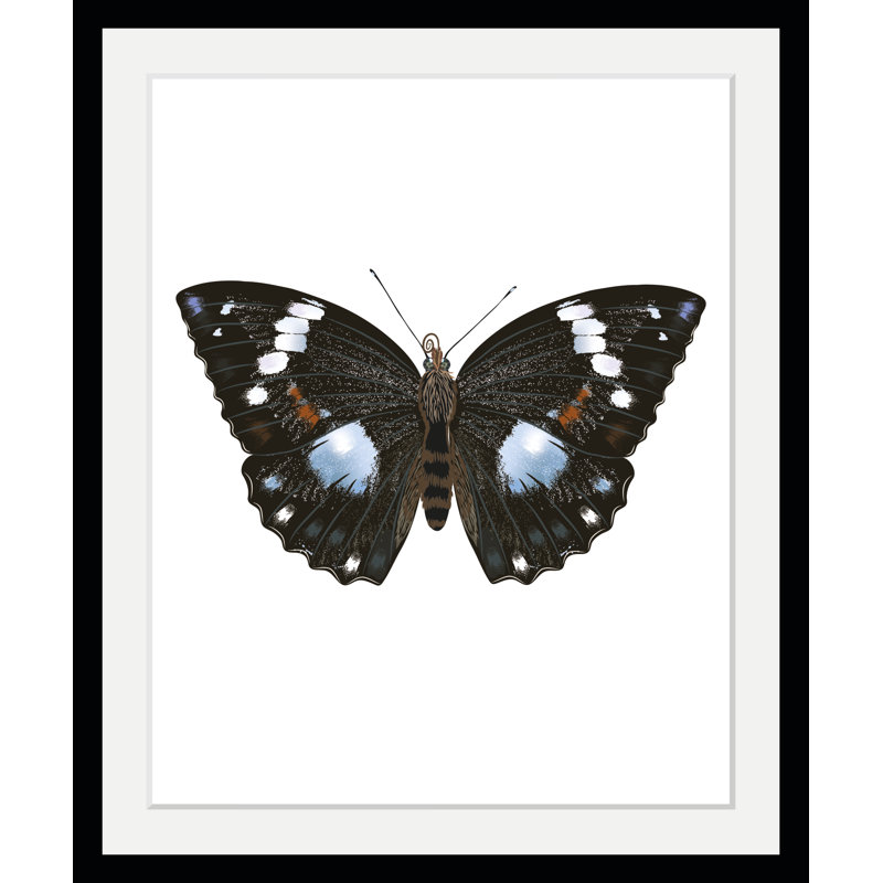 Butterfly - Single Picture Frame Print