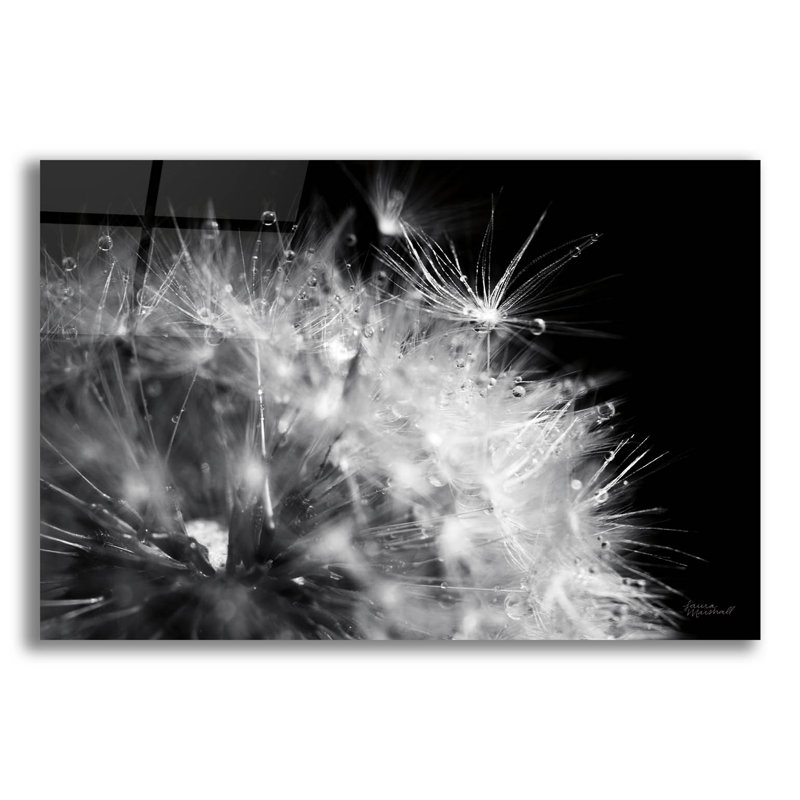 «Dandelion Dewdrops 1» par Laura Marshall, art mural en verre acrylique, H 16 po x l 24 po x P 0,2 po