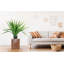 Agave Panama Real Touch