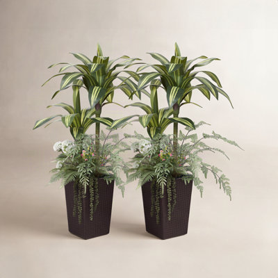 Adcock 48" Dracaena Tree in Decorative Vase