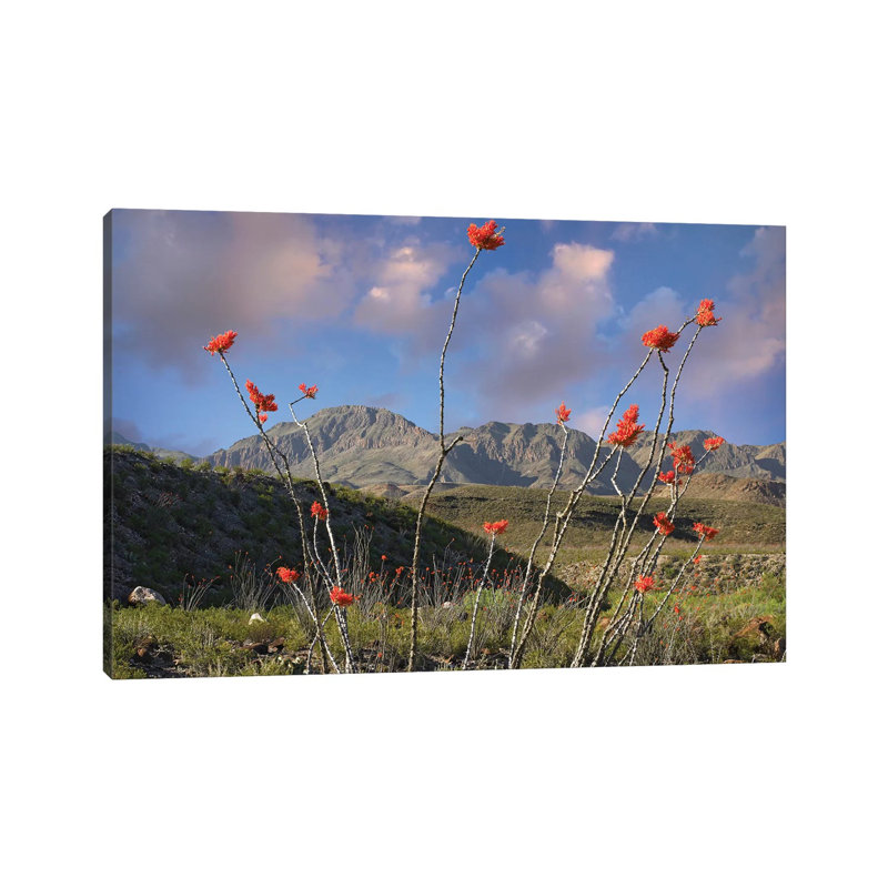 Ocotillo, Big Bend Ranch State Park, Chihuahuan Desert, Texas by Tim Fitzharris - Wrapped Canvas Print