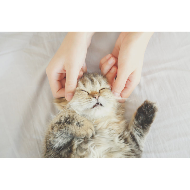 Persan Kitty sur toile par Gumpanat, photographie, H 8 po x l 12 po x P 1,25 po