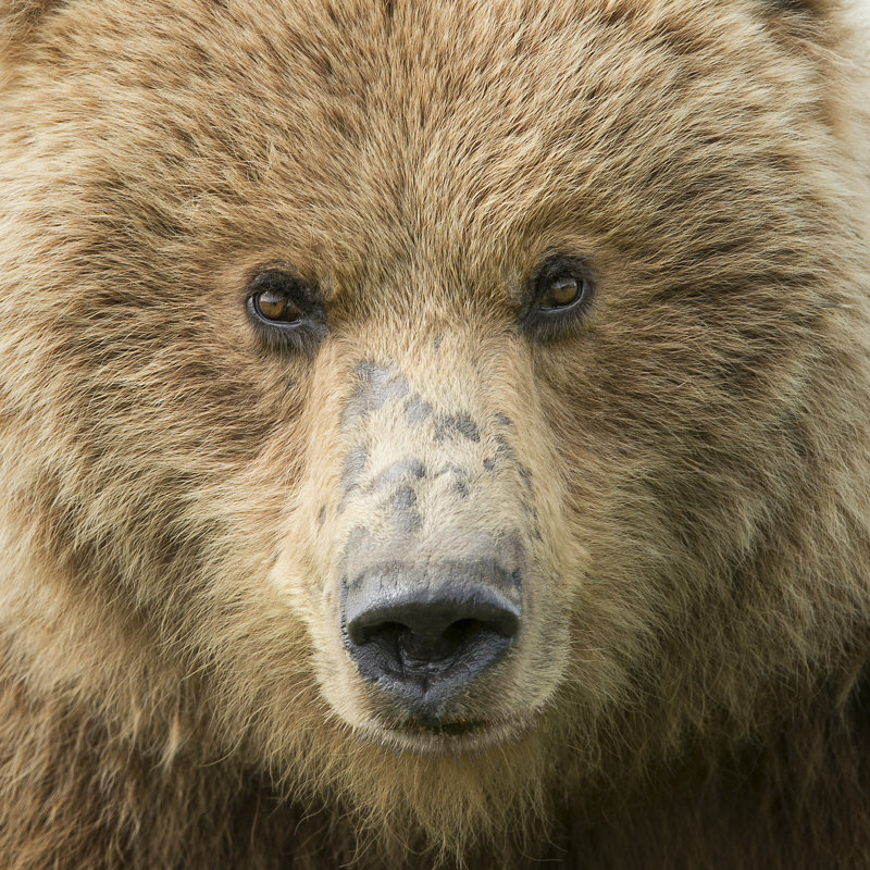 Bear Life I, H 20 po x l 20 po