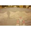 Tapis brun ikat Moore-1911135242