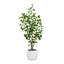 TREE EUCALPTUS POT 4FT