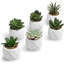 6 - Piece Artificial Succulent Plant In Pot Set