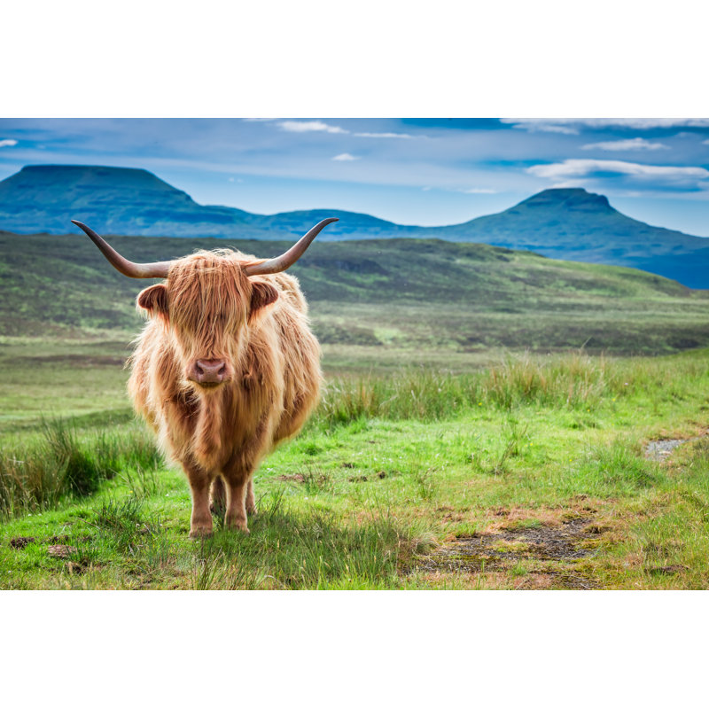 Brown Highland Cow, Green Field And Blue Sky, Scotland by Shaiith - Wrapped Canvas Print, 60.96cm H x 91.44cm W