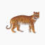 African Tiger Tissue Box Cover