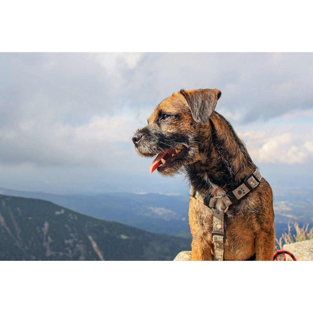 Fotografie auf Leinwand Happy Dog Border Terrier Looking Into the Distance von Jarafoti