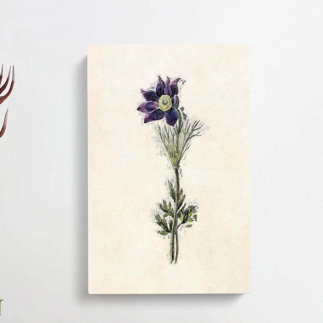 Illustration of a Purple Pasqueflower - Wrapped Canvas