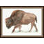 Oversized Range Buffalo 1 Framed Print