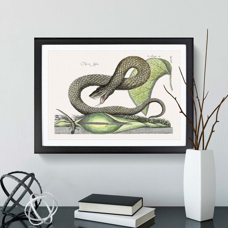 Brown Viper Snake by Mark Catesby - Picture Frame Painting Print, Black Framed, 36cm H x 48cm W x 2cm D