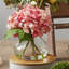 Arrangement floral d'hortensias en fleurs dans un vase-24746409-24746410