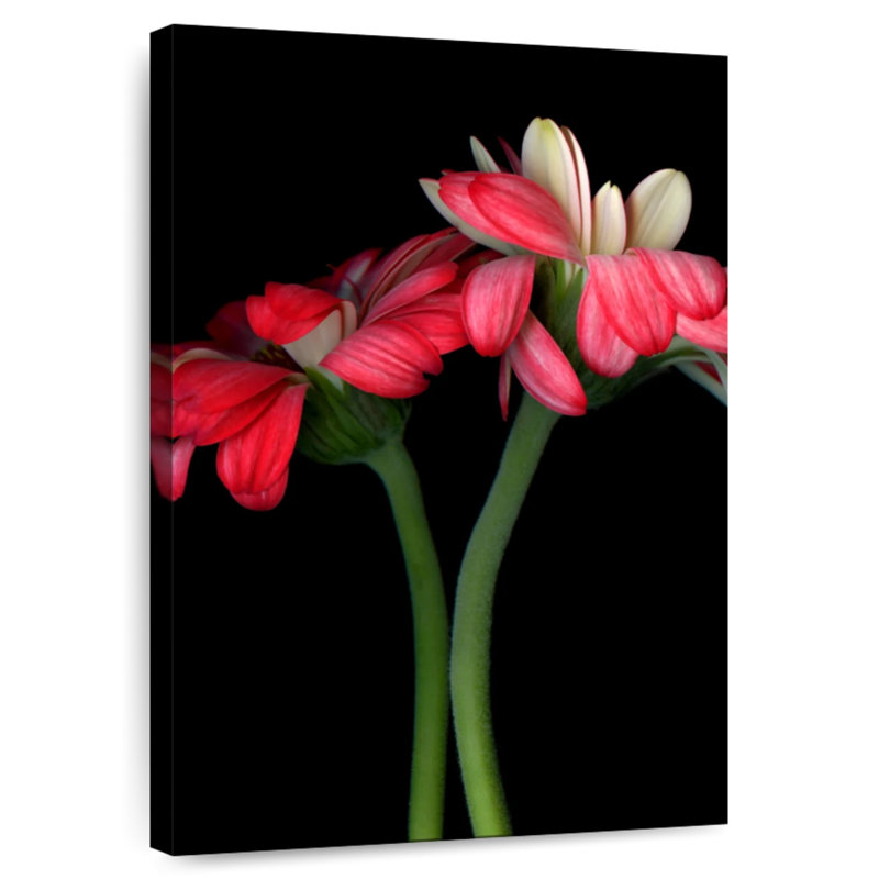 Harnek Gerbera II, 48" H x 32" W