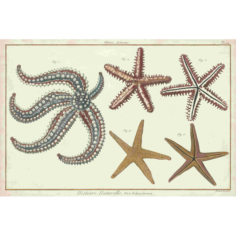 Étoile de mer Naturelle II, H 8 po x l 12 po