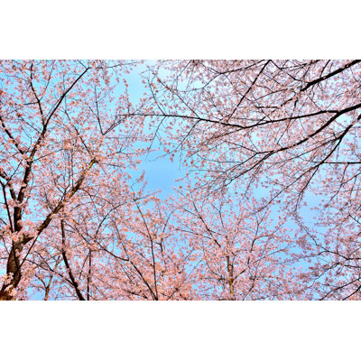 Cherry Blossom Tree - Wrapped Canvas Print