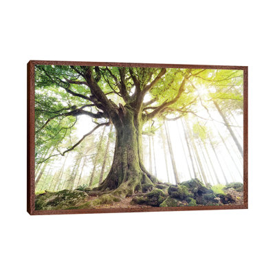 Lighting Beech Tree by Philippe Manguin - Print on Canvas