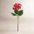 Rose est en rupture de stock