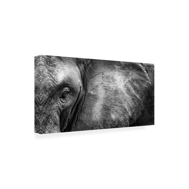 Art sur toile Face bélier, éléphant sauvage, H 10 po x l 19 po