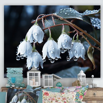 " Photo Snowdrops Charm In Winter "