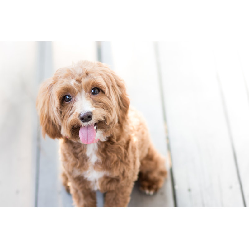 «Cute Puppy» - Photographie sur toile tendue, H 8 po x l 12 po