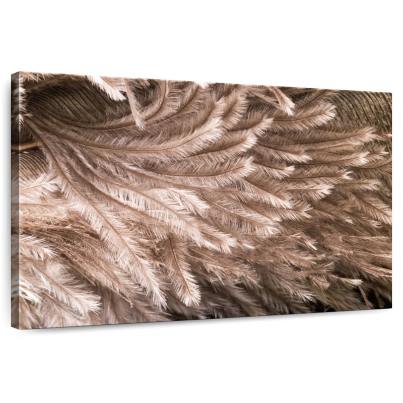 Brampt Ostrich Feathers, 16" H x 24" W