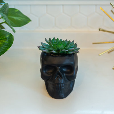 Plante succulent de bureau en pot