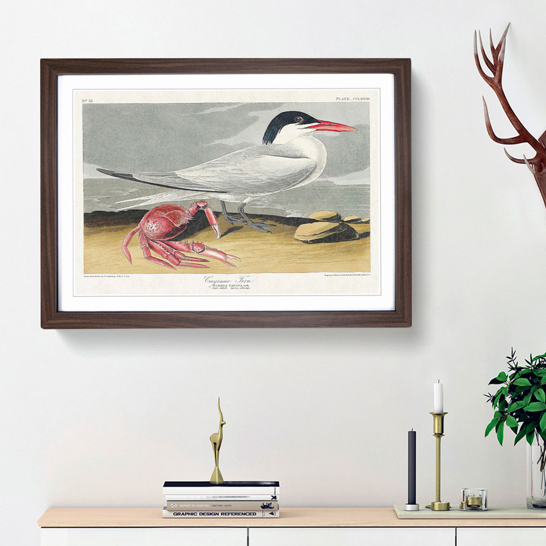 Cayenne Tern Bird with Crab by John James Audubon - Framed Print