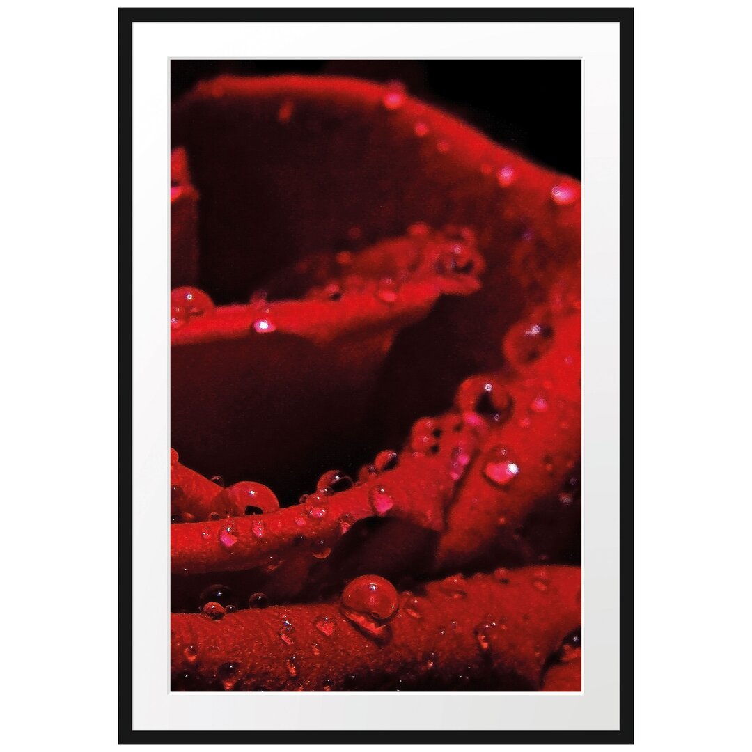 Gerahmtes Poster Tropfen auf roter Rose