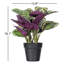16.1 Plante