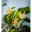 Brass Plant Pals Hanging Animals