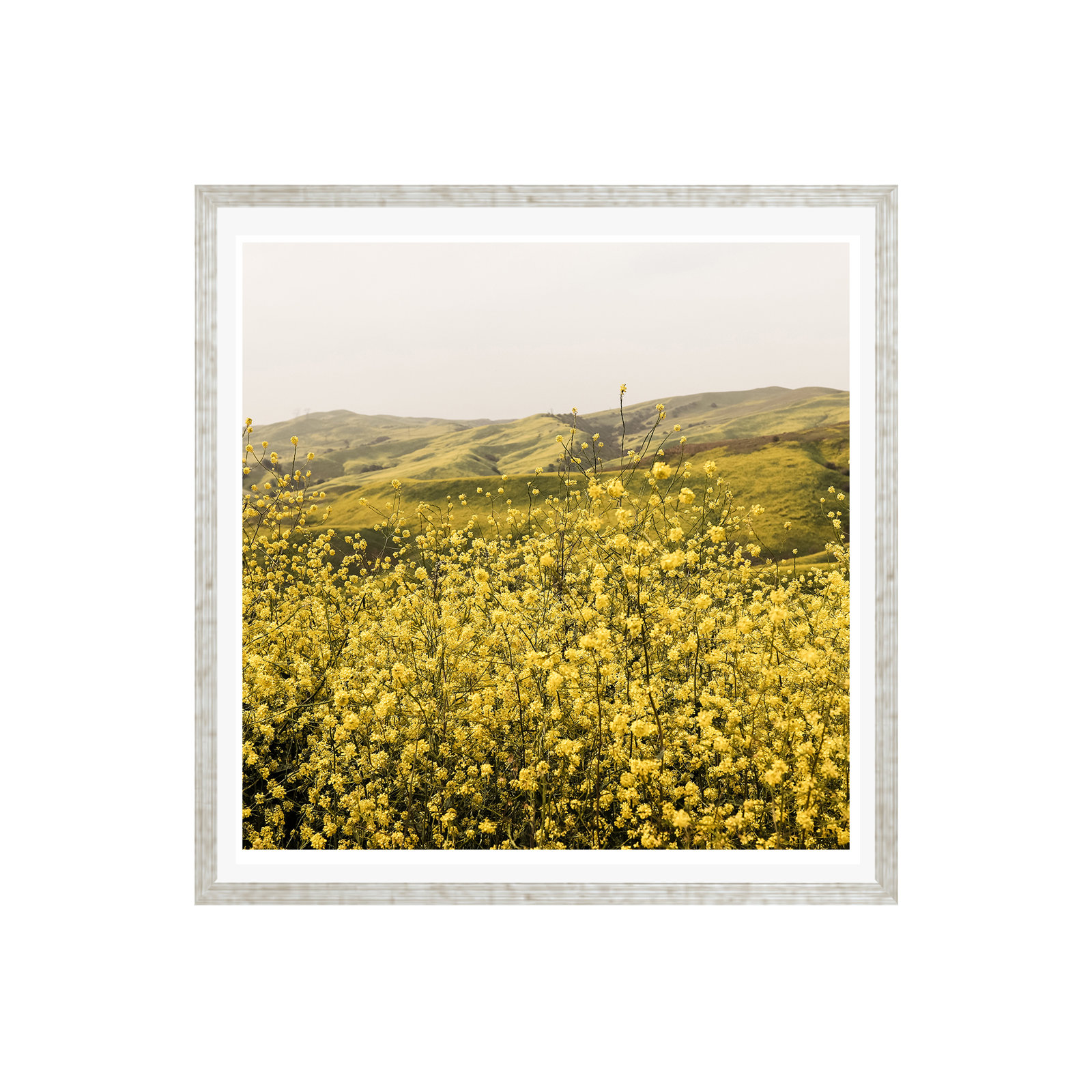 Spring Is Here Yellow Wildflowers by By Brije, Yes, 12" H x 12" W x 0.75" D, Silver Framed Paper
