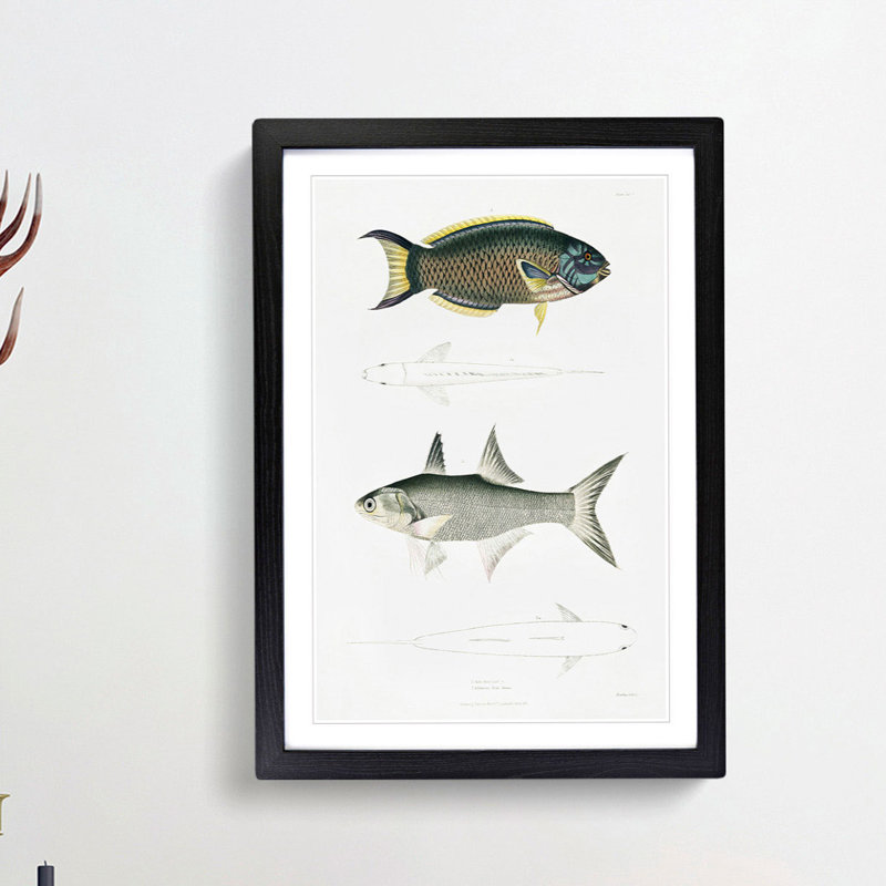 Illustrations of Fish by John Edward Gray - Picture Frame Graphic Art Print, 65cm H x 48cm W x 2cm D, Black Framed