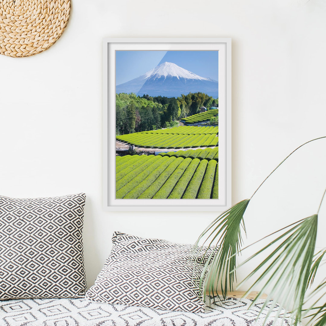 Gerahmtes Papierbild Teefelder vor dem Fuji