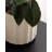 Jibbs Scalloped Round Indoor Planter Pot