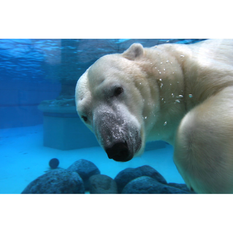 Polar Bear Swimming In Tank - Wrapped Canvas Print, 61cm H x 91cm W x 3.8cm D