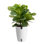 Costa Farms 12'' Fiddle Leaf Fig Plant Desktop Plant in a Ceramic Planter with Air Purifying Qualities