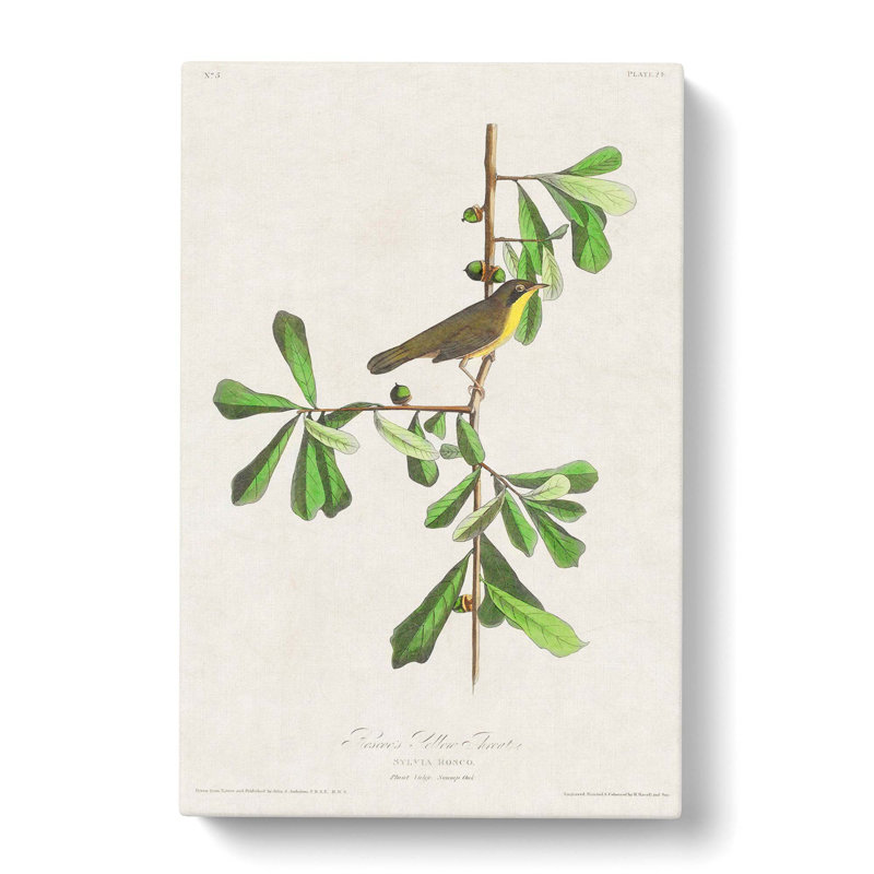 Roscoes Bird by John Audubon - Wrapped Canvas Print, 50cm H x 35cm W x 3cm D