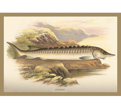 " Sturgeon " by A.F. Lydon