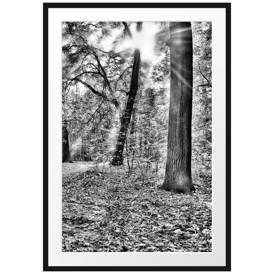 Gerahmtes Poster Sonnenstrahlen auf Waldlichtung