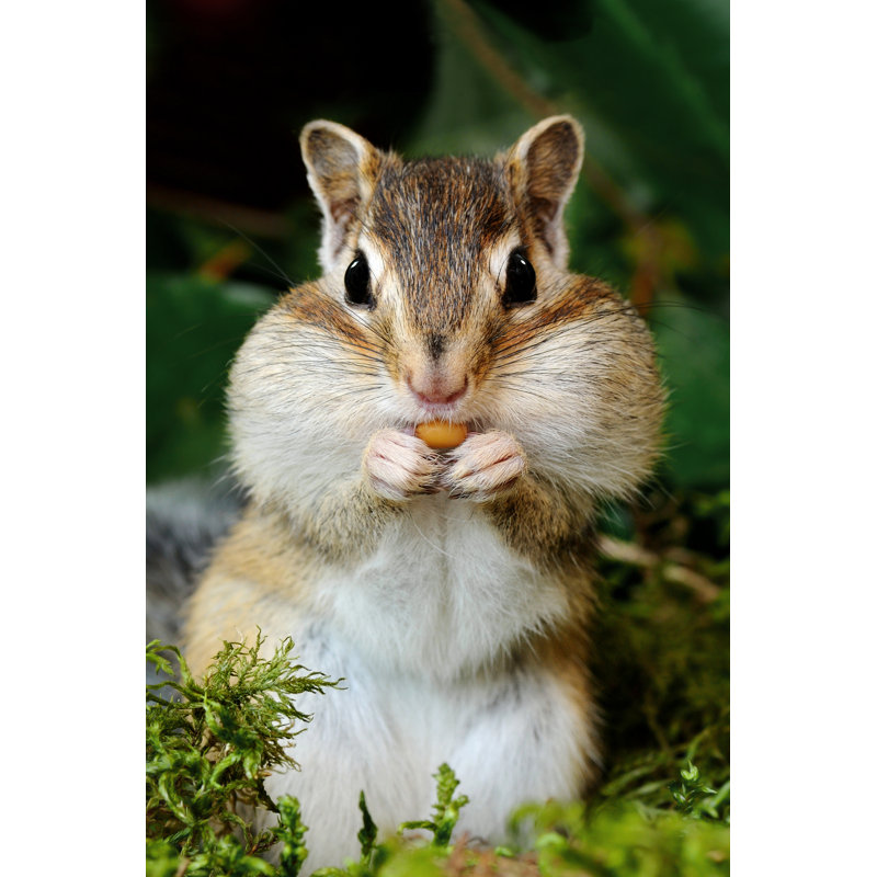 Chipmunk In Forest - Wrapped Canvas Print, 122cm H x 81cm W x 3.8cm D