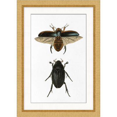 Beetle Study 2 Print by Lillian August