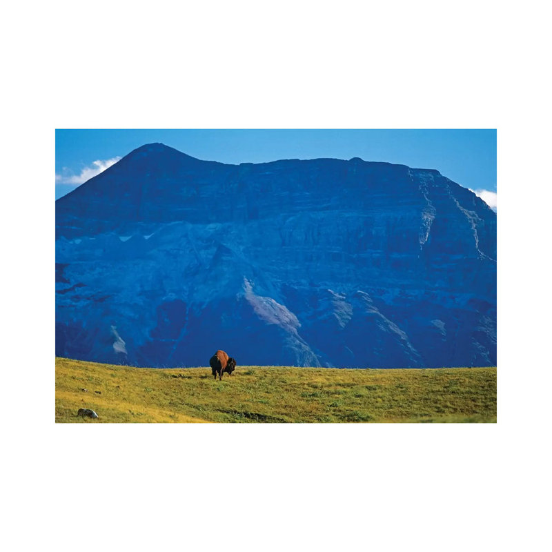 Canada, Alberta, Waterton National Park. Bison And Sofa Mountain. - Wrapped Canvas Print