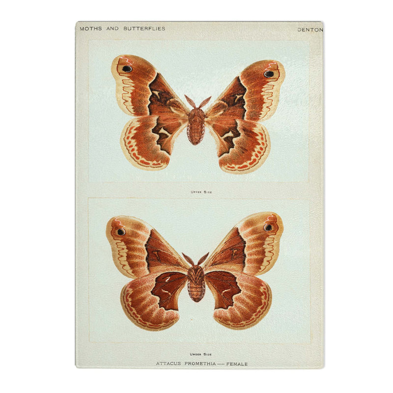 Tempered Glass Promethea Silk-Moth by S.F. Denton Chopping Board, 28.5 cm W x 39 cm L