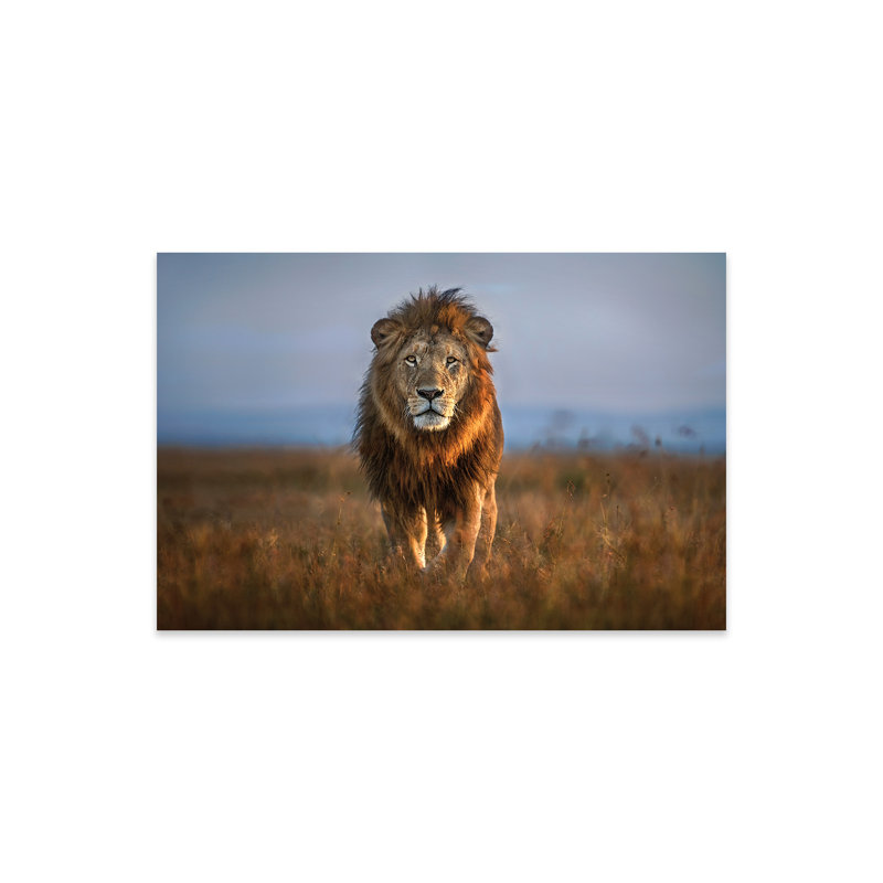«Kveon Lion Close Up» par Xavier Ortega