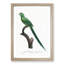Long-Tailed Parakeet by F. Levaillant - Framed Print-55577266-55577267