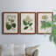 Antique Turpin Botanical IV - Ensemble de 3 reproductions d'art sur toile-2038202532-2038202534