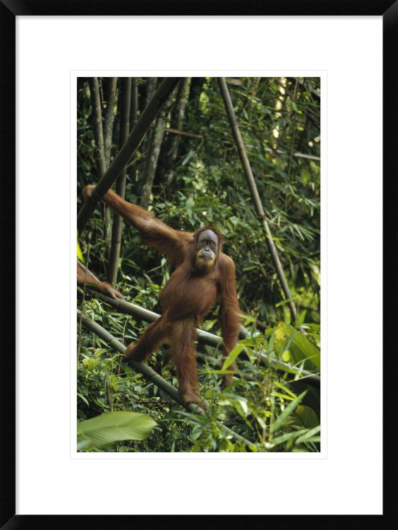 « orang-outaning on retombed tree trunk », reproduction de photo encadrée, H 24 po x l 18 po x P 1,5 po