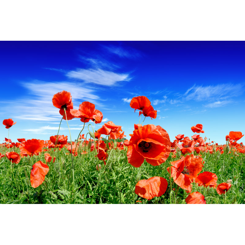 Poppies On Green Field by Trout55 - Wrapped Canvas Print, 51cm H x 76cm W